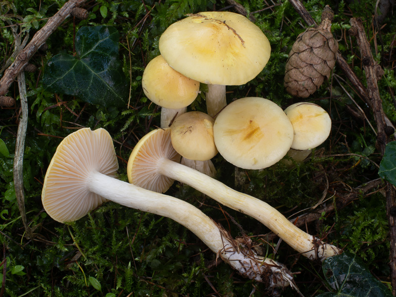 Hygrophorus lucorum